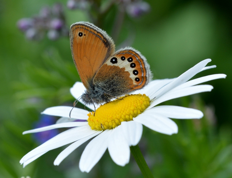 Coenonympha orientalis